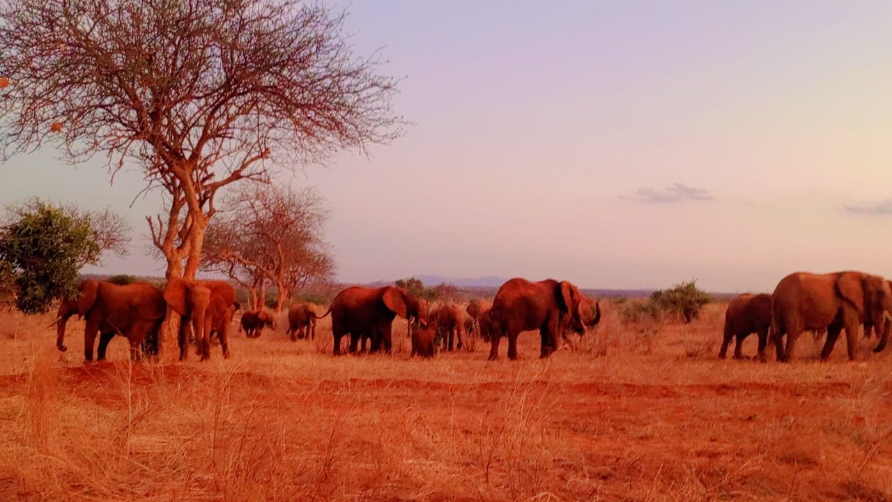 safari-from-mombasa-kenya